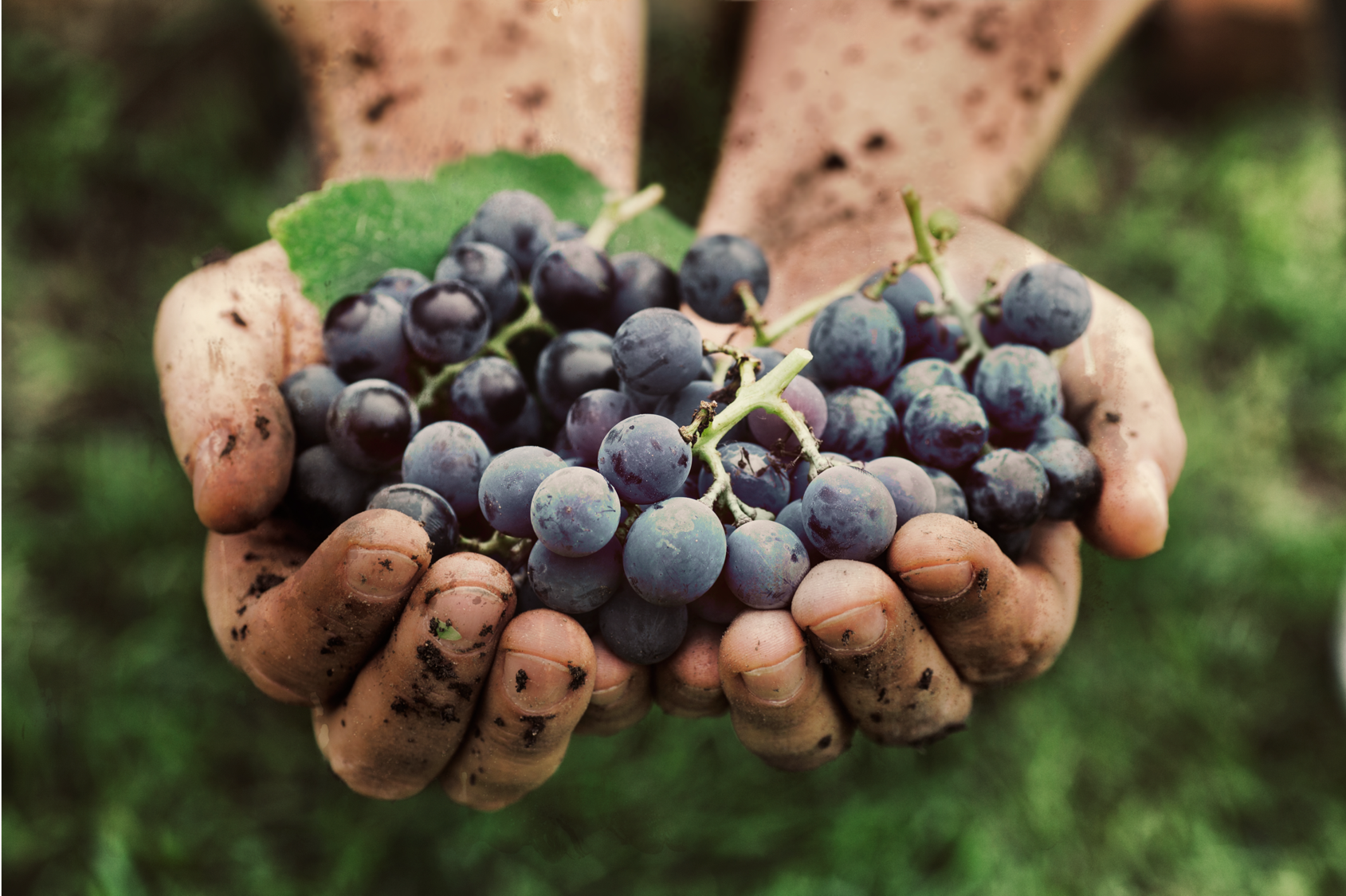 Handen met tros druiven